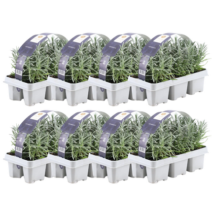 Echter Lavendel – Lavandula angustifolia – Ø7cm x H15cm – 48 Pflanzen – Duftend & pflegeleicht – Für Balkon, Terrasse & Beet – Mediterrane Schönheit