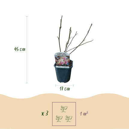 Tulpen – Magnolie Magnolia Soulangiana – Strauch/Baum – Blüten Hellrosa – Frühjahrsblüher – Pflegeleicht – 17cm Höhe 45cm – Für Garten & Terrasse