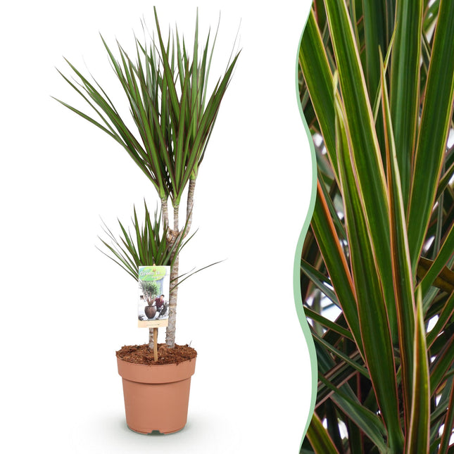 Dracaena Marginata – Drachenbaum – 17cm – Höhe 70-80cm – Pflegeleichte grüne Zimmerpflanze mit elegantem Blattwerk für Wohn – und Arbeitsräume