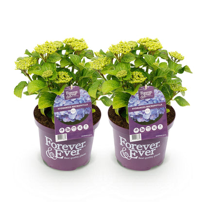 Hortensie Forever & Ever – Blau – 2 Pflanzen – Hydrangea macrophylla – Je im 23cm Topf – Ca. 55cm hoch – 7-12 Blüten – Für Balkon, Terrasse & Beet