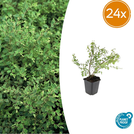 Niedrige Purpurbeere Symphoricarpos × chenaultii 'Hancock' – 24 Pflanzen – ↕10-25 cm – Ø9 cm – Winterharter Strauch – Weiße Blüten & Beeren – Pflegeleicht & Wetterbeständig