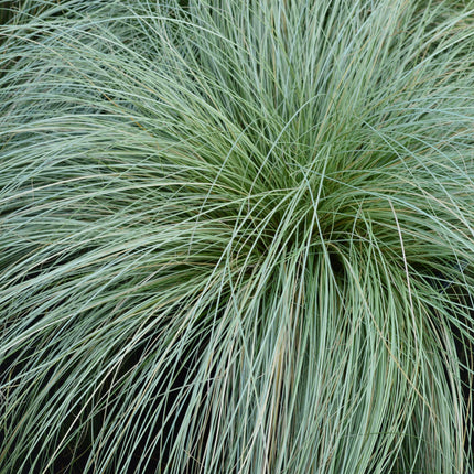Neuseeland Segge Carex comans Frosted Curls – 2 Pflanzen Ø17cm – Immergrün – Pflegeleicht – Elegantes Ziergras mit silbernem Glanz – Höhe ca. 50cm