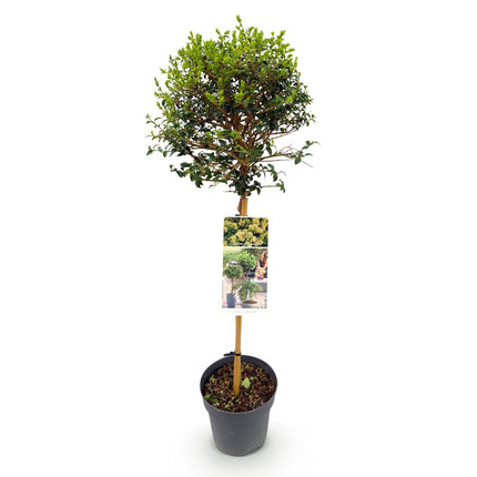 Ligustrum delavayanum Stamm-Pflanze – Immergrün – Pflegeleicht – Ø19 cm – Höhe ca. 90 cm – Sichtschutz & Stil für Terrasse & Balkon