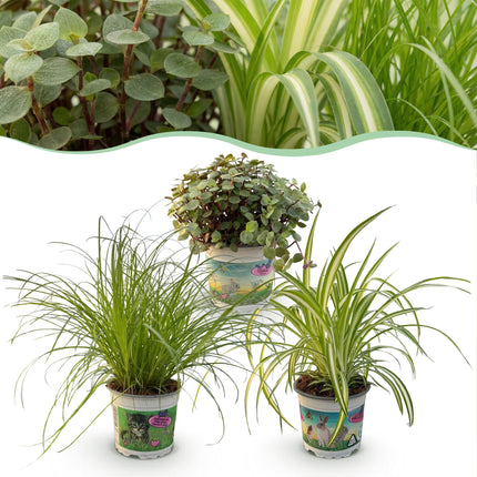 Cyperus Calissia Chlorophytum Pflanzenmix – 3 haustierfreundliche Zimmerpflanzen – 3 Pflanzen im Set – 12cm – Höhe ca. 20cm – Pflegeleicht