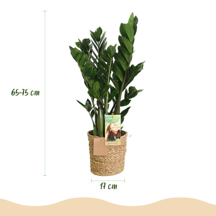 Zamioculcas – ZZ – Pflanze – 2 Pflanzen – 65-75cm – 17cm – Pflegeleichte Zimmerpflanze mit glänzend dunkelgrünen Blättern – inkl. Naturkorb
