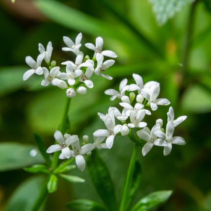 Galium odoratum Waldmeister – 24 Pflanzen – Ø9cm – Höhe 10-25cm – Duftender Bodendecker – Weiße Blüten – Pflegeleicht für Schattenbeet & Naturgarten