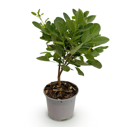 Cotinus coggyria Young Lady – 12cm – Höhe ca. 35cm – Rosa Sommerblüte & grünes Laub