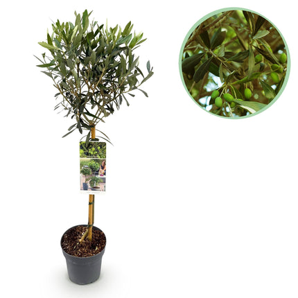 Olea Europaea Olivenbaum auf Stamm – Immergrüne Terrassenpflanze – Pflegeleicht – Ø19 cm – Höhe ca. 90 cm – Mediterranes Flair für Balkon & Garten