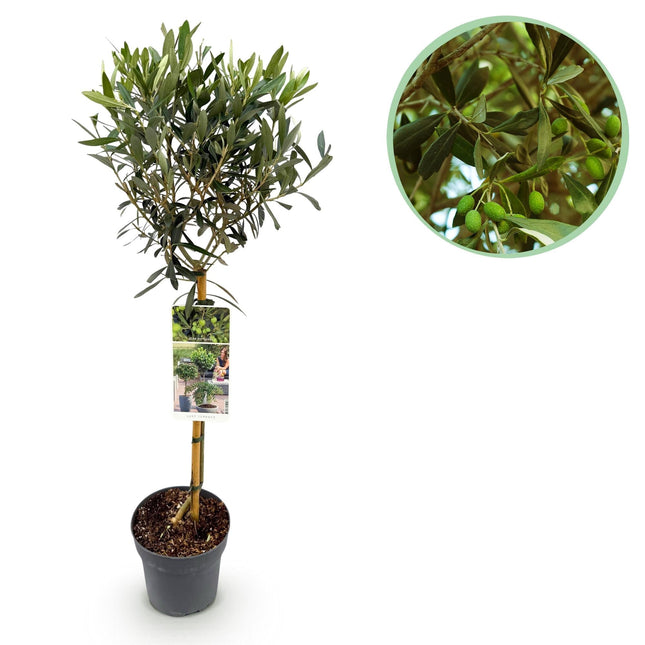 Olea Europaea Olivenbaum auf Stamm – Immergrüne Terrassenpflanze – Pflegeleicht – Ø19 cm – Höhe ca. 90 cm – Mediterranes Flair für Balkon & Garten