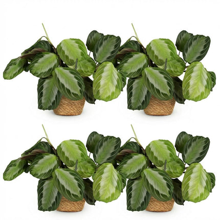 Maranta Fascinator Silverband Gebetspflanze Zimmerpflanze 4er Set inkl. Naturkorb
