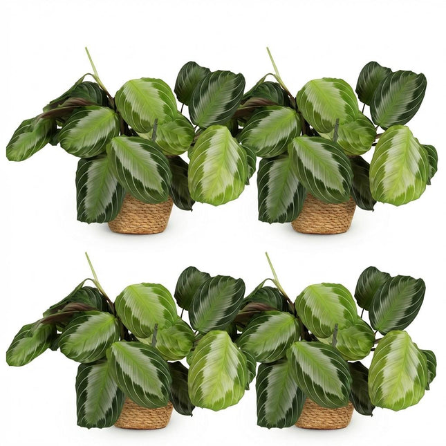 Maranta Fascinator Silverband Gebetspflanze Zimmerpflanze 4er Set inkl. Naturkorb