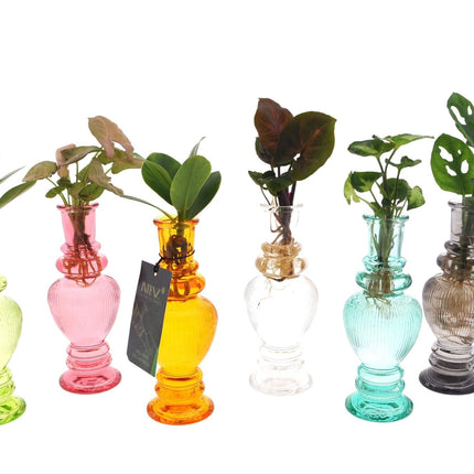 Hydroponik Pflanzen Mix im Venice Glas – Ø7cm ↕20cm – Grünpflanzen im Glasgefäß – Pflegeleicht & modern – Für Wohnzimmer, Büro & Tischdeko