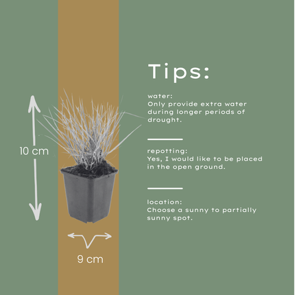 Sesleria autumnalis Ziergras – 60 Pflanzen – Ø9cm – Höhe 10-25cm – Winterhartes Gartengras – Pflegeleicht – Für Beet, Steingarten & Naturgarten