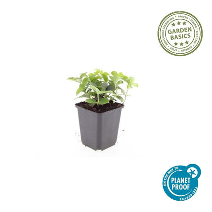 Kanadischer Hartriegel Cornus canadensis – ↕10-25cm – Ø9cm – 40 Pflanzen – Immergrüner Bodendecker – Weiße Blüten – Schattentauglich – Für Beete & Gartenteppiche