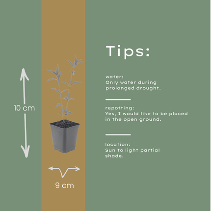 Kalimeris incisa Blue Star – 6 Pflanzen – Ø9cm – Höhe 10-25cm – Winterharte Staude – Hellblaue Blüten – Pflegeleicht für Beet, Steingarten & Naturgarten