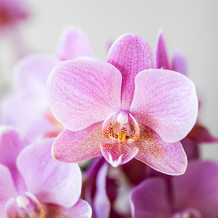 Phalaenopsis Orchideen Treviso – 2 Pflanzen – altrosa Blüten – Ø9cm – Blühende Zimmerpflanzen – Frisch vom Züchter – Elegante Deko & Geschenkidee