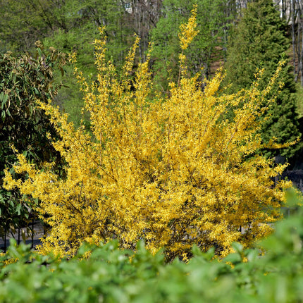 Forsythia intermedia Goldrausch – Zierstrauch mit gelben Blüten – 17cm – Höhe ca. 45cm – Schnellwachsender & pflegeleichter Blütenstrauch – Frosthart für Garten & Hecken