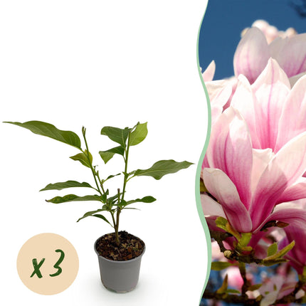 Magnolia soulangeana – 3 Pflanzen – 12cm – Höhe ca. 30cm – Laubabwerfende Magnolie mit großen rosa
