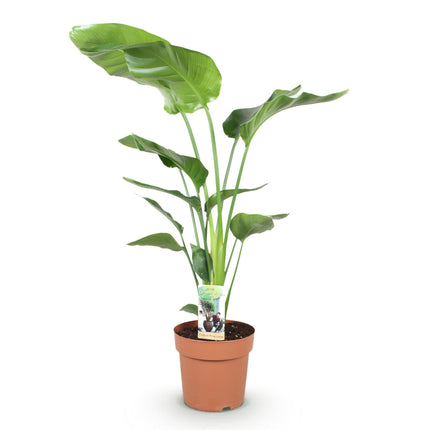 Strelitzia Nicolai – 110-120cm – 21cm – Pflegeleichte Paradiesvogelblume – Große tropische Zimmerpflanze