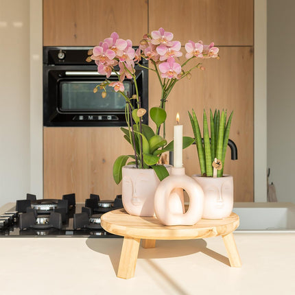 Phalaenopsis Orchidee „Jewel Treviso“ – Altrosa – Zimmerpflanze Ø12cm – Mit 4 Blütentrieben – Blickfang für Wohnzimmer, Küche & Büro