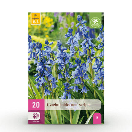 Blumenzwiebeln Hyacinthoides non-scripta – 20 Blumenzwiebeln – Blaue Glockenblumen – Frühblüher für Beet, Balkon & Terrasse – Pflegeleichte Frühlingsblumen