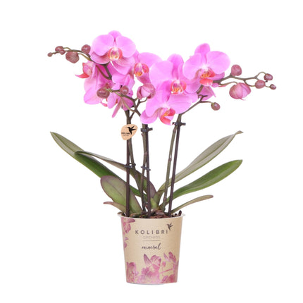 Violett-Rosa Phalaenopsis Orchidee – „Frederikstad“ – Ø9cm – Blühende Zimmerpflanze mit 2–3 kräftigen Trieben – Kompakte Orchidee als Dekoration & Geschenkidee – Frisch aus der Gärtnerei