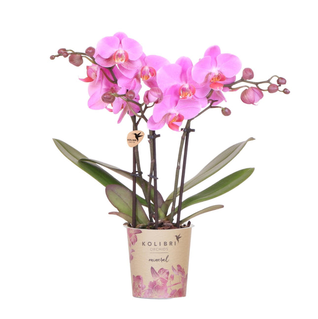 Violett-Rosa Phalaenopsis Orchidee – „Frederikstad“ – Ø9cm – Blühende Zimmerpflanze mit 2–3 kräftigen Trieben – Kompakte Orchidee als Dekoration & Geschenkidee – Frisch aus der Gärtnerei