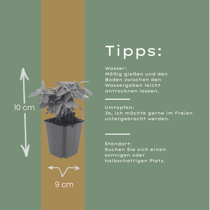 Euphorbia amygdaloides Robbiae – 60 Pflanzen Ø9cm – Höhe10-25cm – Immergrüner Bodendecker für Schatten & Halbschatten – Gelbgrüne Frühjahrsblüte