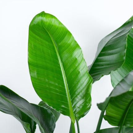 Strelitzia Nicolai XL – Paradiesvogelpflanze – Zimmerpflanze – inkl. Korb Torun – Höhe 140 cm – Ø27 cm – Tropisches Flair für dein Zuhause