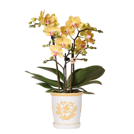 Orchidee Lima Gelb im Malaga Ziertopf Hellorange – Ø9cm – 2-3 kräftigen Stiele – Fröhliche Zimmerpflanze – Sommerliches Wohnhighlight
