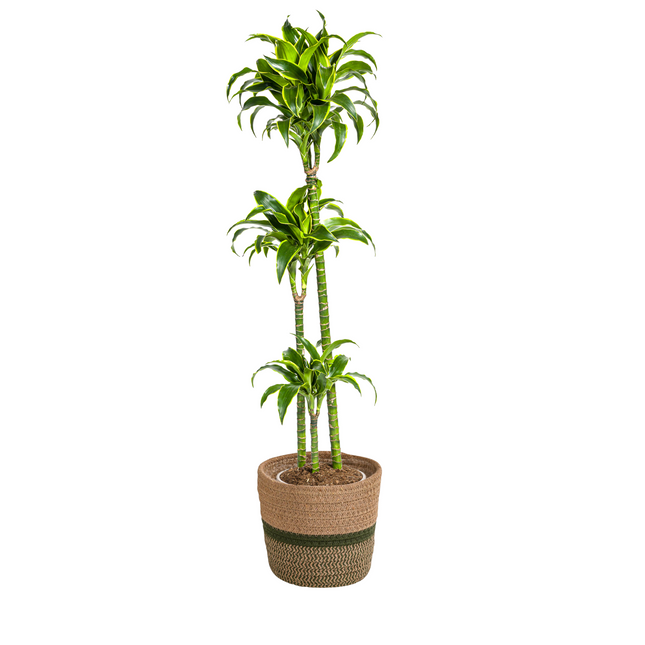 Dracaena Deremensis Dorado inkl. Naturkorb – Höhe 120-140cm – Ø24cm – Pflegeleichte & luftreinigende Zimmerpflanze