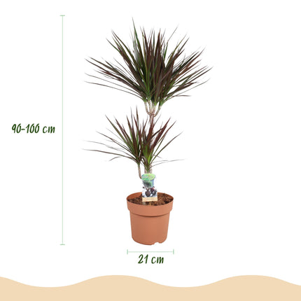 Dracaena Magenta – Drachenbaum – 21cm – Höhe 90-100cm – Pflegeleichte rot – grüne Zimmerpflanze mit dekorativen Stämmen für Wohnzimmer und Büro