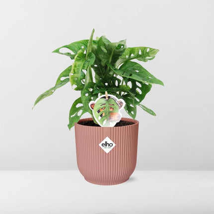 Fensterblatt – Monstera ‘Monkey Leaf’ im Topf Vibes Fold 14cm – Zimmerpflanze im Dekotopf Rose – Pflegeleicht & luftreinigend – Tropisches Flair für Wohnräume