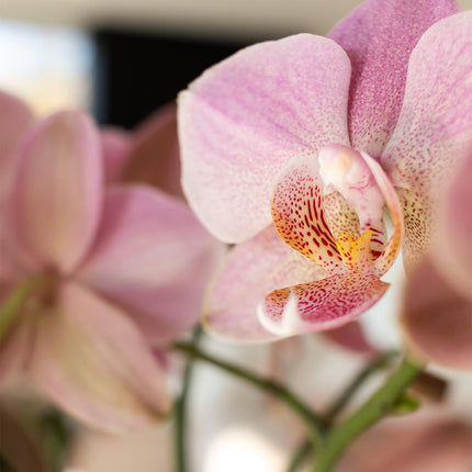 Phalaenopsis Orchidee „Jewel Treviso“ – Altrosa – Zimmerpflanze Ø12cm – Mit 4 Blütentrieben – Blickfang für Wohnzimmer, Küche & Büro