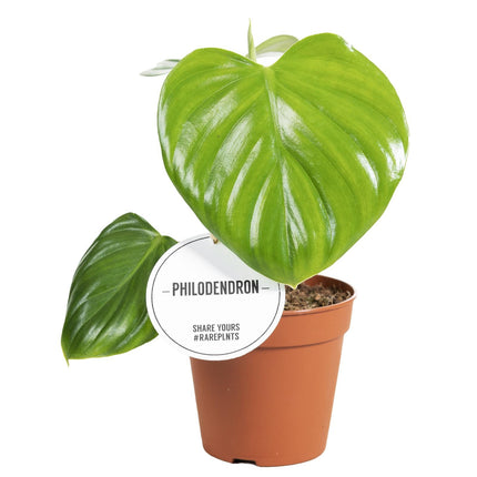 Baumfreund Philodendron Pittieri – Zimmerpflanze Ø12cm – Tropischer Philodendron mit glänzenden Blättern – Höhe ca. 30cm – Pflegeleicht & luftreinigend