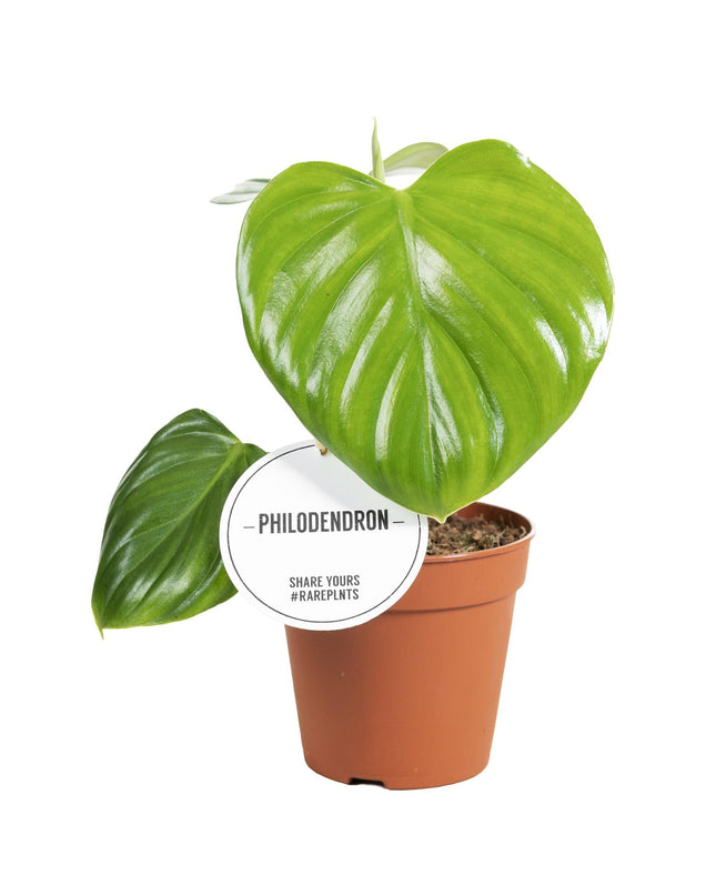 Baumfreund Philodendron Pittieri – Zimmerpflanze Ø12cm – Tropischer Philodendron mit glänzenden Blättern – Höhe ca. 30cm – Pflegeleicht & luftreinigend