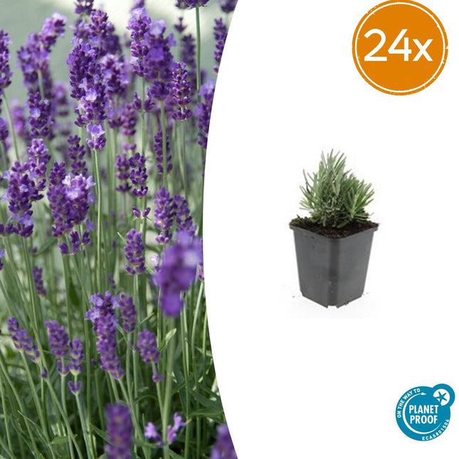 Lavendel Lavandula angustifolia 'Dwarf Blue' – 24 Pflanzen – Kompakter blauer Lavendel – Duftende Blüten & bienenfreundlich – Winterhart & pflegeleicht