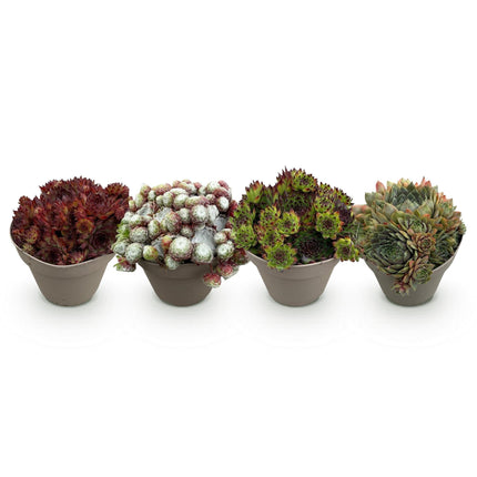 Bodendecker Sempervivum Big Sam – 4 Pflanzen – Winterhart – Verschiedene Farben – Pflegeleichte Hauswurz für Beete, Steingärten, Balkon & Terrasse – Ø14cm H17cm