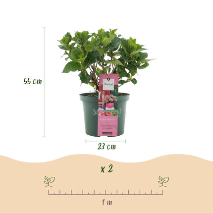 Hydrangea macrophylla Magical Green Fire – Gartenhortensie Rosa-Grün – 2 Pflanzen 23 cm – Höhe 55 cm – 6-10 Blüten – Balkonpflanze – Farbwechselnde Blüten – Pflegeleicht