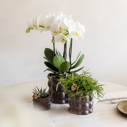 Ziertopf Cotton – Braun – Ø9cm – Blumentopf mit matter Oberfläche – Pflanztopf aus der Slow Living Kollektion – Für kleine Pflanzen & Orchideen