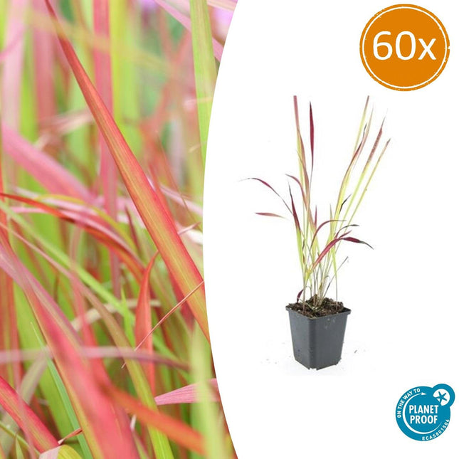 Japanisches Blutgras Imperata cylindrica 'Red Baron' – ↕10-25cm – Ø9cm – 60 Pflanzen