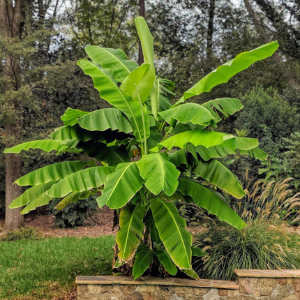 Japanische Faserbanane – Musa Basjoo – Winterharte Bananenpflanze – Ø21cm – Höhe ca. 90cm – Exotische Obstpflanze für Garten & Terrasse