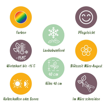 Staudenpaket – Bodendecker – 8 Stauden für 1 m² – Farbige Blühstauden – Pflegeleicht – Unkrauthemmend – Für sonnige Standorte – Topf Ø11 cm