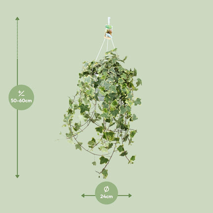 Efeu – Hedera Helix 'Gold Child' – Zimmerpflanze – Ø24cm – Höhe ca. 60cm – Hängend & Rankend – Luftreinigend – Pflegeleicht