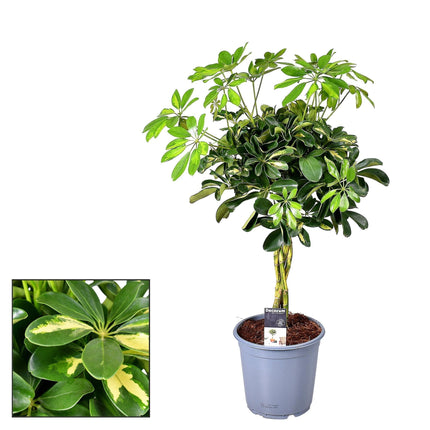 Schefflera Gold Capella – Ø21cm – ↕75cm – Strahlenaralie mit panaschierten Blättern – Robuste Zimmerpflanze – Luftreinigend – Für helle Standorte