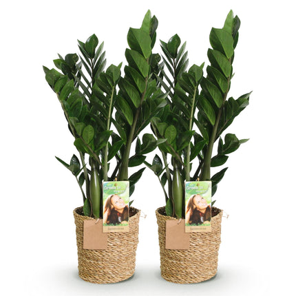 Zamioculcas – ZZ – Pflanze – 2 Pflanzen – 65-75cm – 17cm – Pflegeleichte Zimmerpflanze mit glänzend dunkelgrünen Blättern – inkl. Naturkorb
