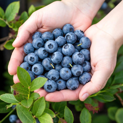 Blaubeere Vaccinium corymbosum Bluecrop winterhart 3 Pflanzen Ø9cm Höhe 30cm – Ertragreiche Heidelbeere für Garten Balkon & Terrasse