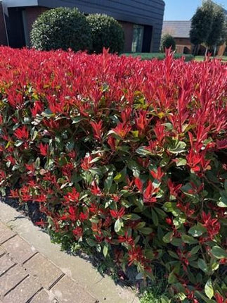 Glanzmispel Photinia fraseri Carre Rouge – Immergrüne Heckenpflanzen – 8 Pflanzen – 1 m – 9 cm Höhe 30–35 cm – Rote & grüne Blätter – Pflegeleicht