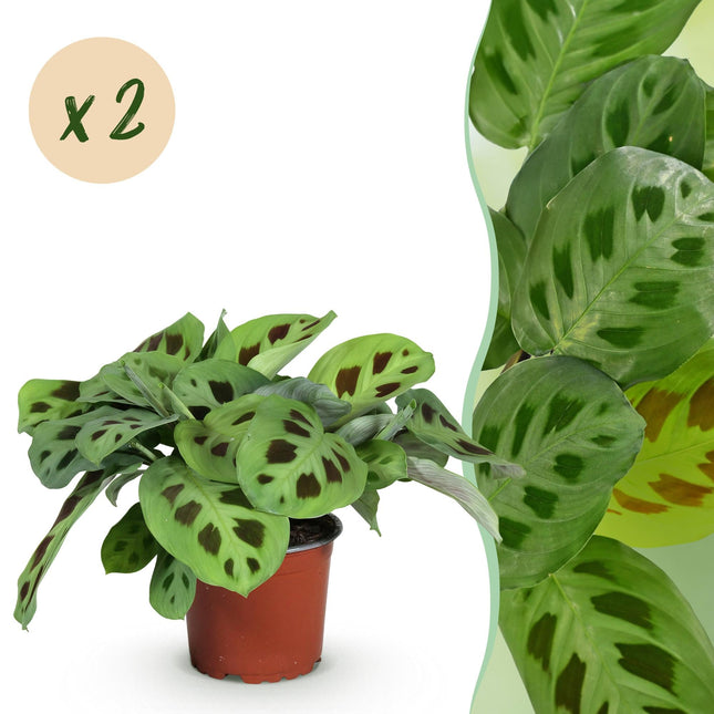 Maranta Fascinator Kerchoveana – 2 Pflanzen – Ø12cm Höhe 30-35cm – Gebetspflanze mit dekorativen Blattflecken – Haustierfreundliche Zimmerpflanze