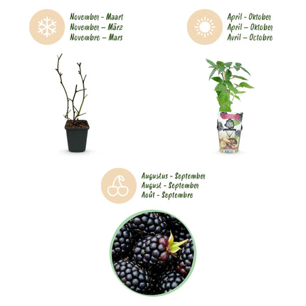 Dornlose Brombeere Rubus fruticosus winterhart 6 Pflanzen Ø9cm Höhe 30cm – Saftige Brombeeren für Garten Beet Balkon & Terrasse